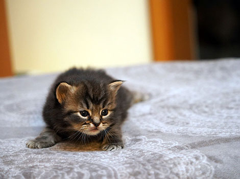 Uffe-Loki am 27. Januar 2026